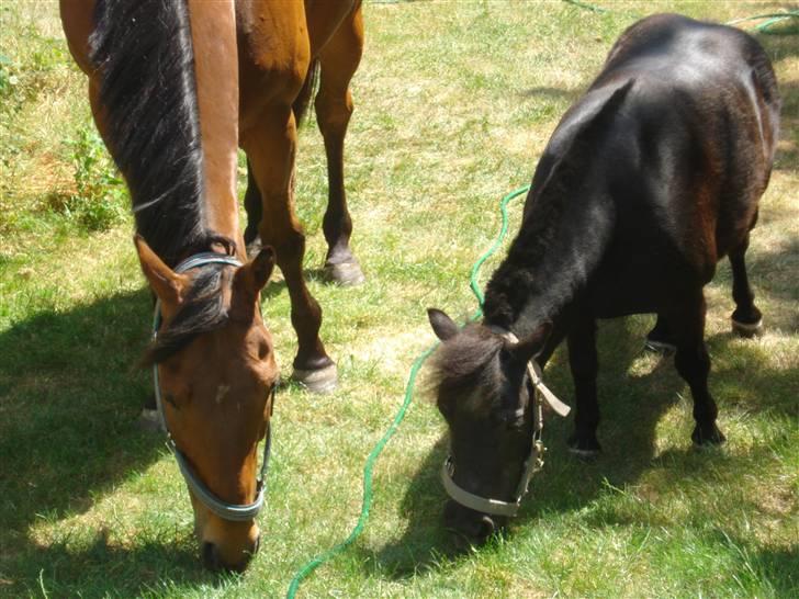 Anden særlig race Bruno, savner dig :'( <3 - Savner dig så ufattelig meget :´( billede 10