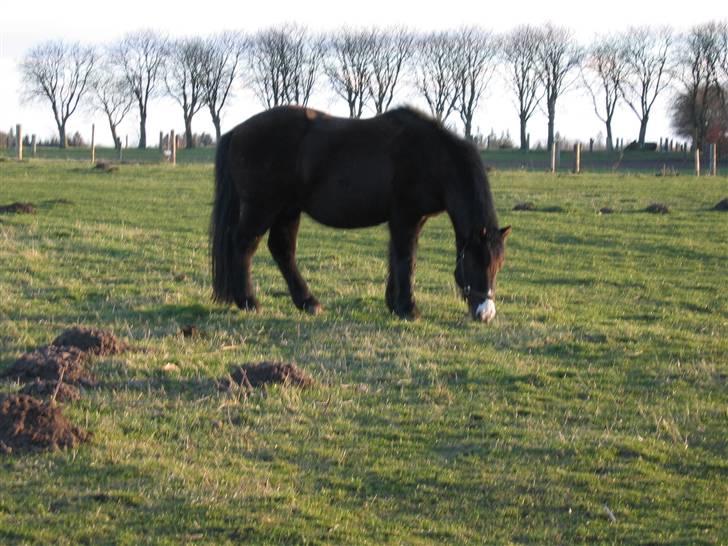 Islænder Marco - velkommen til Marco´s profil!! <,33 billede 1