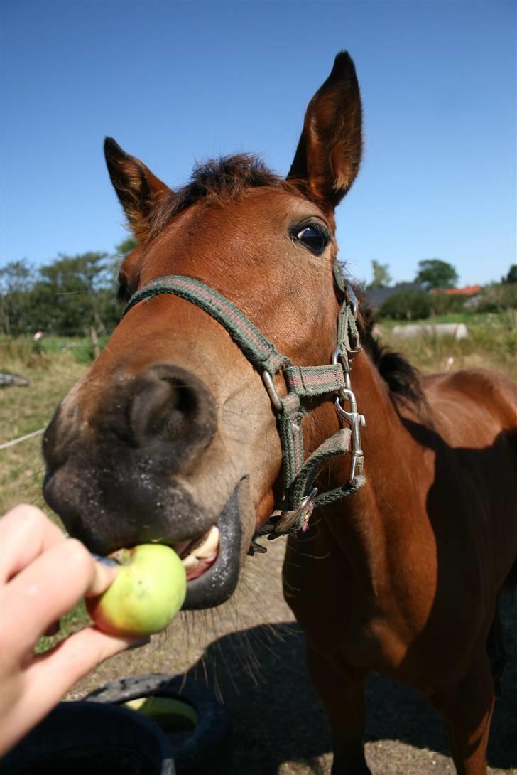 Traver Rhythm Of The Night billede 17