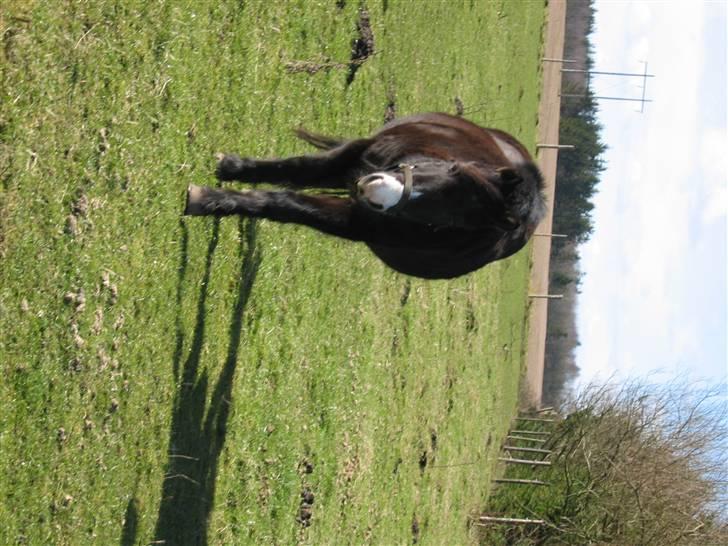 Islænder Marco - ved det vender forkert, men er han ik´ sød? billede 3