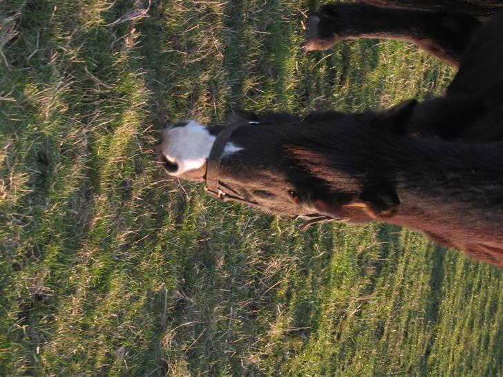 Islænder Marco - ved det vender forkert! billede 4