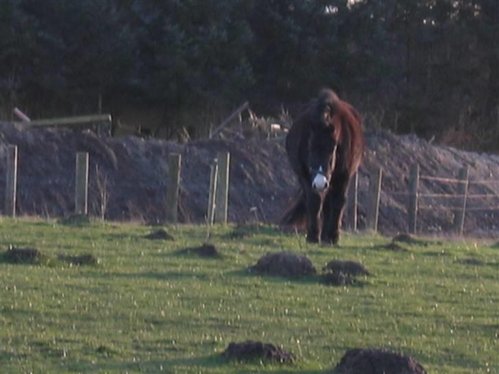 Islænder Marco - jeg kommer, jeg kommer! billede 5