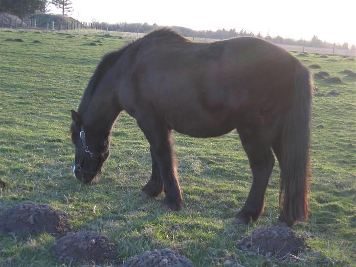 Islænder Marco - han er bare nuser!! <´33 billede 6