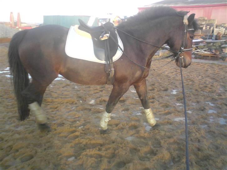 Anden særlig race Ronja 'gl. lånehest' billede 9