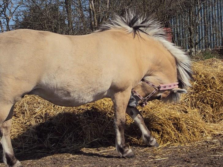 Fjordhest Freja | Stjerneponyen<3. -    NYT    freja der laver sin ejen dressur xD elsker hende så meget  billede 3