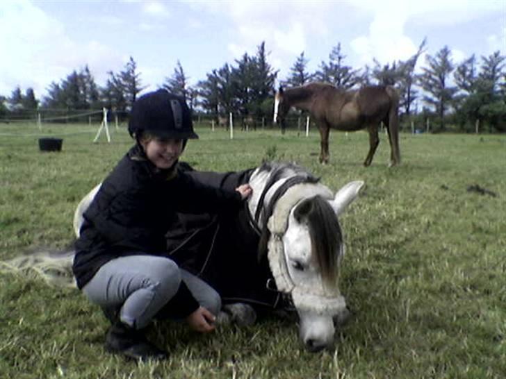 Arabisk fuldblod (OX) Fly - efter en lang tur er man lidt træt <´33 billede 9