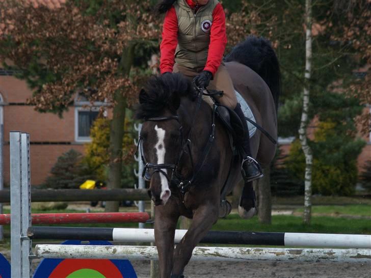 Dansk Varmblod Beyond Complication solgt - spring hjemme på banen (: billede 7