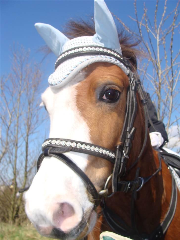 Welsh Pony (sec B) Hannibal  (SOLGT!)  - Hannibals smukke ansigt billede 1