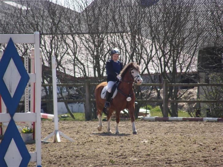Welsh Pony (sec B) Hannibal  (SOLGT!)  - på banen i skærbæk billede 2