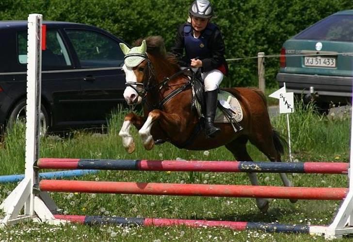 Welsh Pony (sec B) Hannibal  (SOLGT!)  - på vej over et spring uden bøjler billede 3