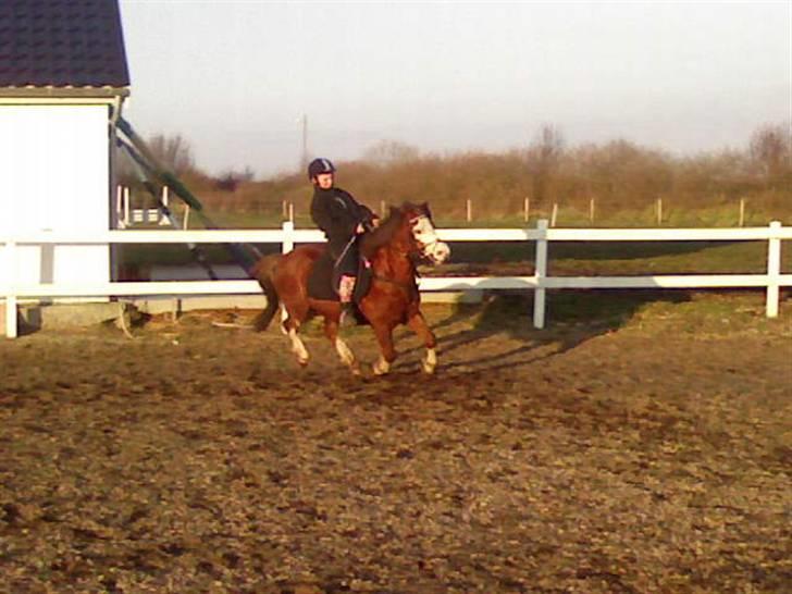 Welsh Pony (sec B) Hannibal  (SOLGT!)  - I fuld galop billede 4