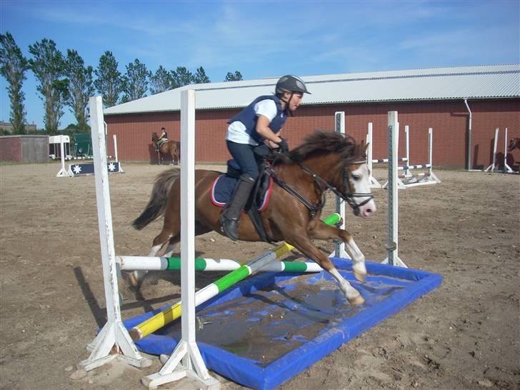 Welsh Pony (sec B) Hannibal  (SOLGT!)  - Mig og Hannibal over vandgraven den 4juni billede 6