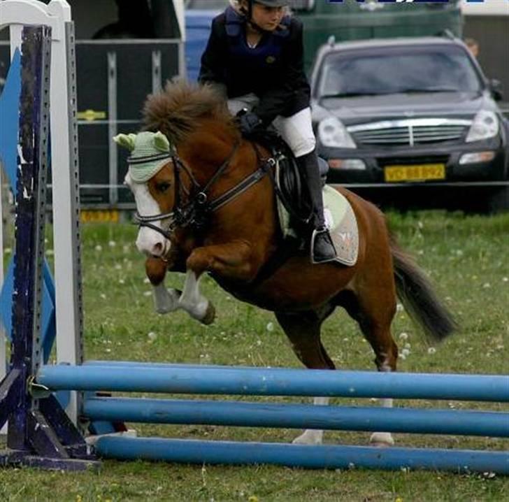 Welsh Pony (sec B) Hannibal  (SOLGT!)  - Til stævne i Helle billede 7