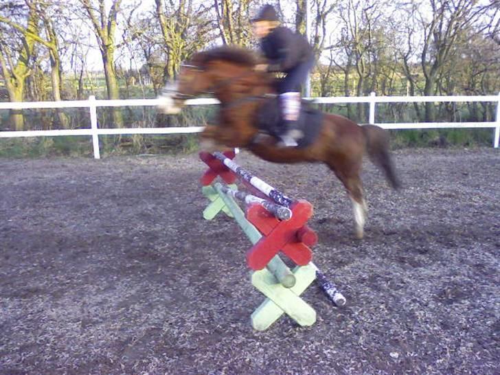 Welsh Pony (sec B) Hannibal  (SOLGT!)  billede 8