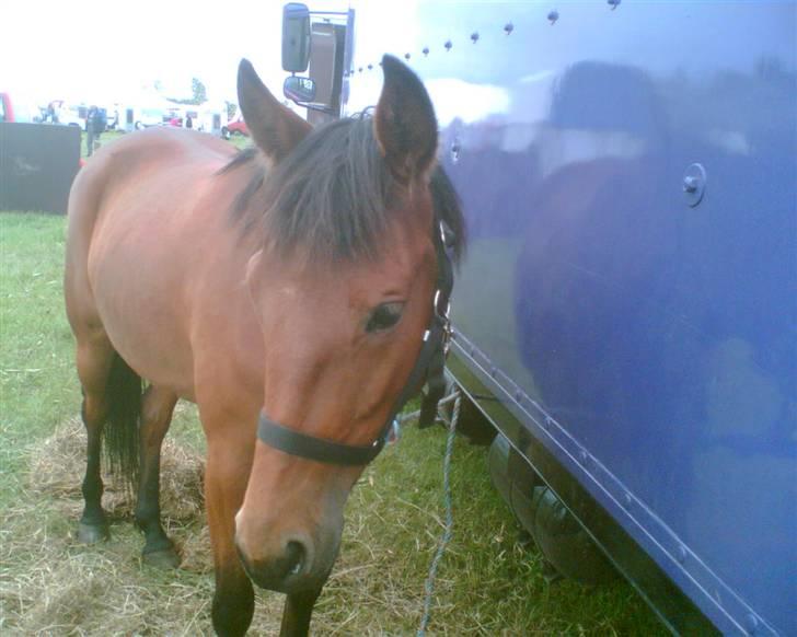 Traver Liselotte Astrup billede 1