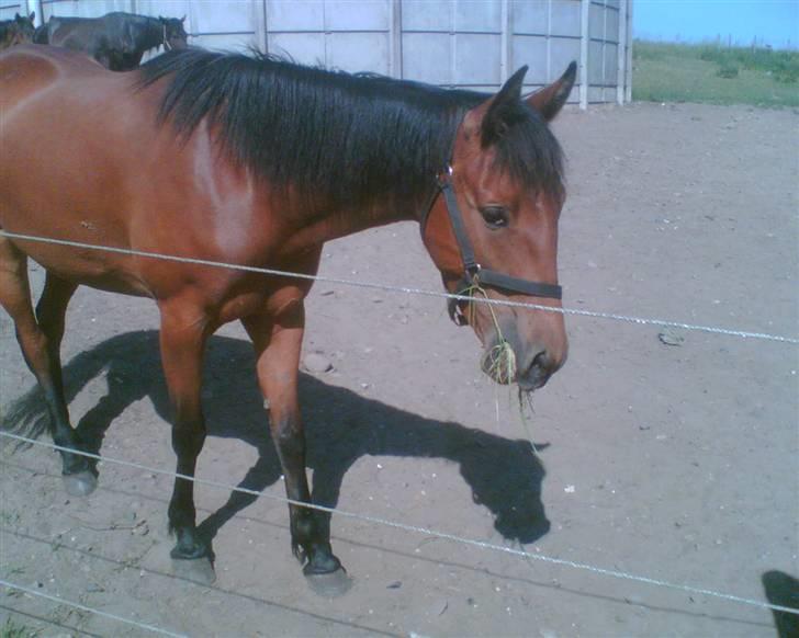 Traver Liselotte Astrup billede 3