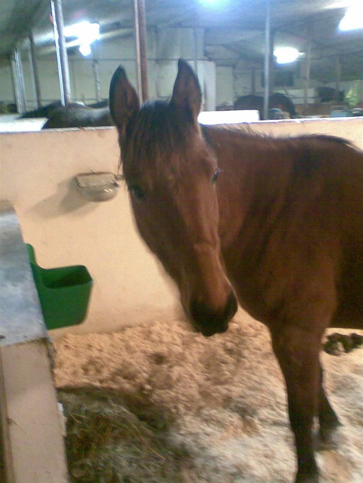 Traver Liselotte Astrup billede 4