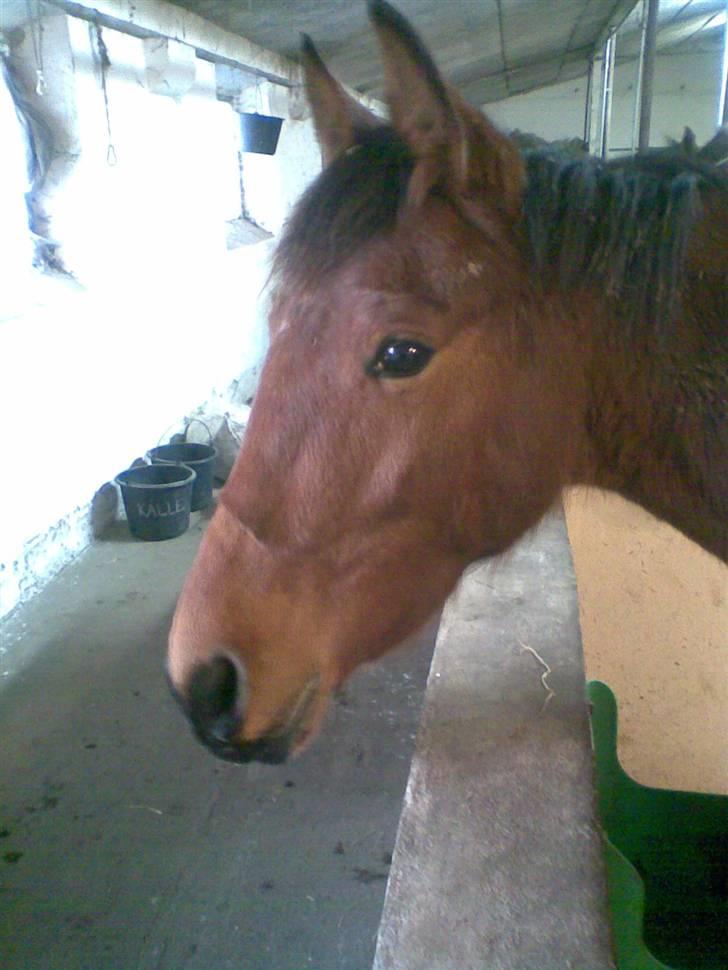 Traver Liselotte Astrup billede 5