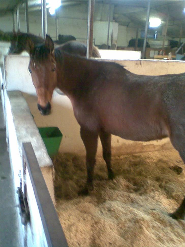 Traver Liselotte Astrup billede 7