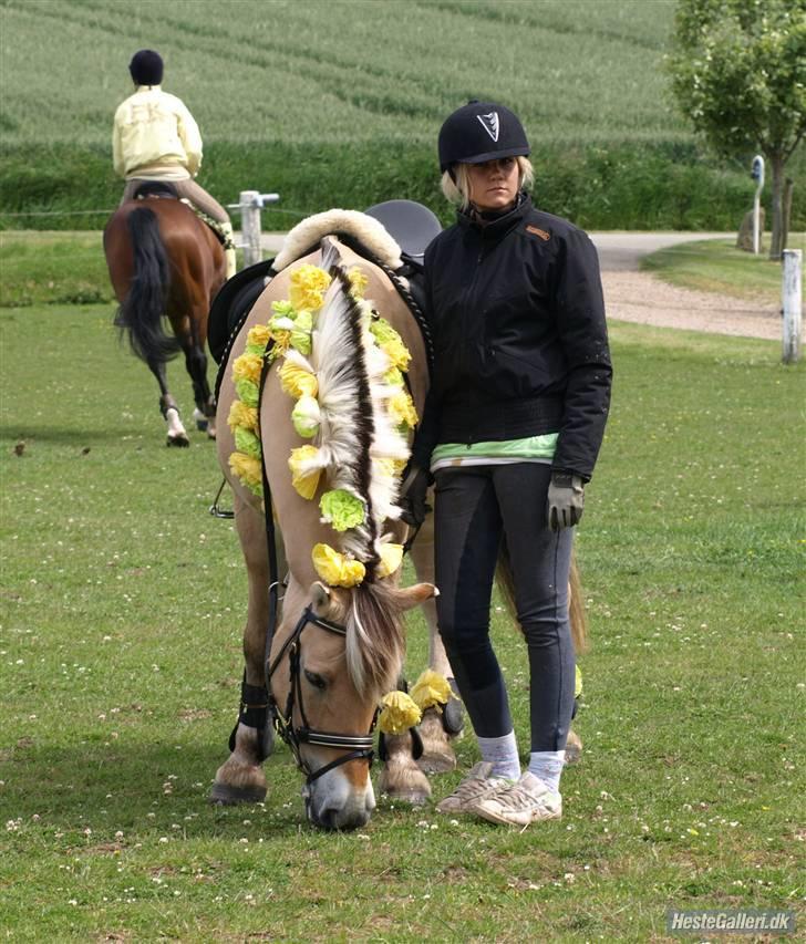 Fjordhest Taco (L)  R.i.p - rid sommer i by 09.. 1 plads. ´ billede 3
