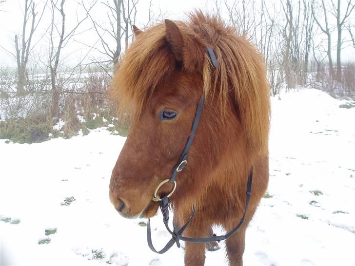 Islænder Baldi fra Hindø billede 11