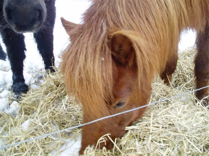 Islænder Baldi fra Hindø billede 12