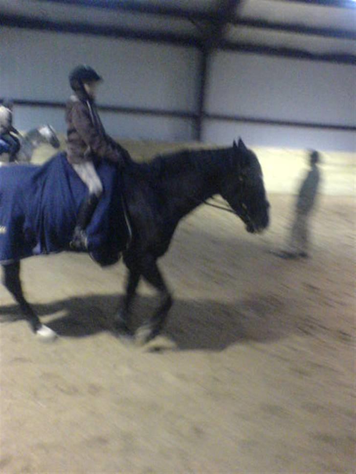 Anden særlig race  | Walther |  - mig der rider på walther han er dejlig han er en bamse :) billede 2