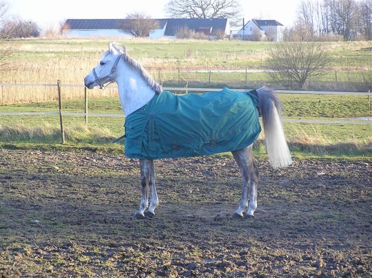 Anden særlig race Lykkelundens Moon Magic  - så er der endu et fold billed billede 8