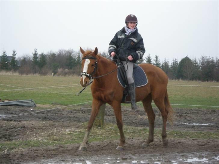 Dansk Varmblod FamieGirlR.I.P :'( <3! - Første gang jeg rider ALENE på hende ;P billede 14