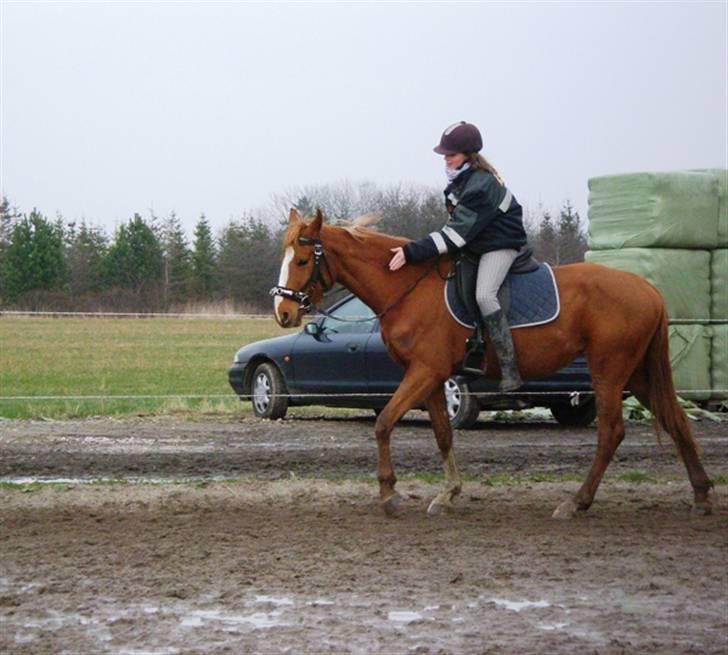 Dansk Varmblod FamieGirlR.I.P :'( <3! - ros til Hop´se :D <3 billede 15