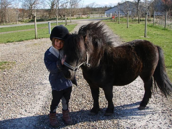 Shetlænder Bluggi - Bluggi og Monica kommer ud fra folden !  billede 1