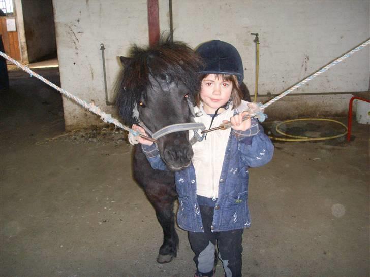 Shetlænder Bluggi - Så er de på staldgangen =D  billede 2