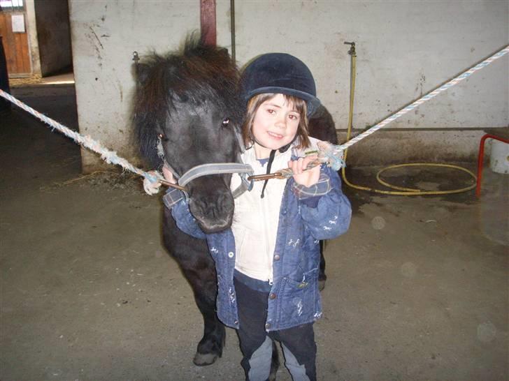 Shetlænder Bluggi - og igen ! =D  billede 3