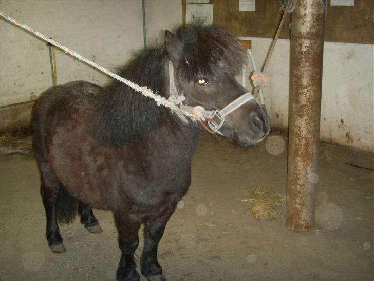 Shetlænder Bluggi - Bluggi ! Hvor er han sød <3333 billede 4