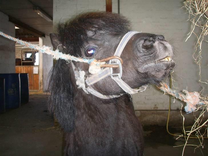 Shetlænder Bluggi - Jeg vil have hø ! (: billede 5