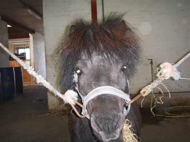 Shetlænder Bluggi - Umm jeg elsker hø ! =D  billede 6