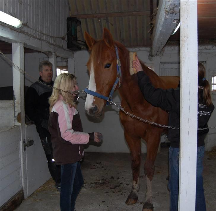 Traver Junker - Her er de 2 tøser i fuld gang med at strigle Junker billede 15