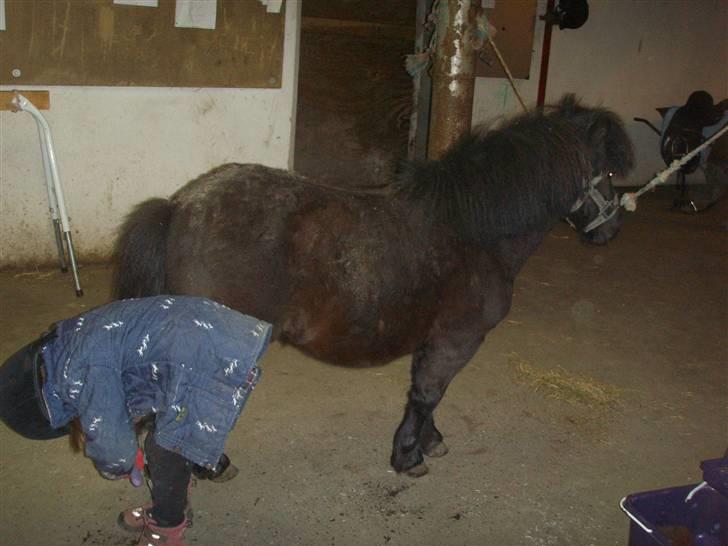 Shetlænder Bluggi - Moniva renser hove =D  billede 7