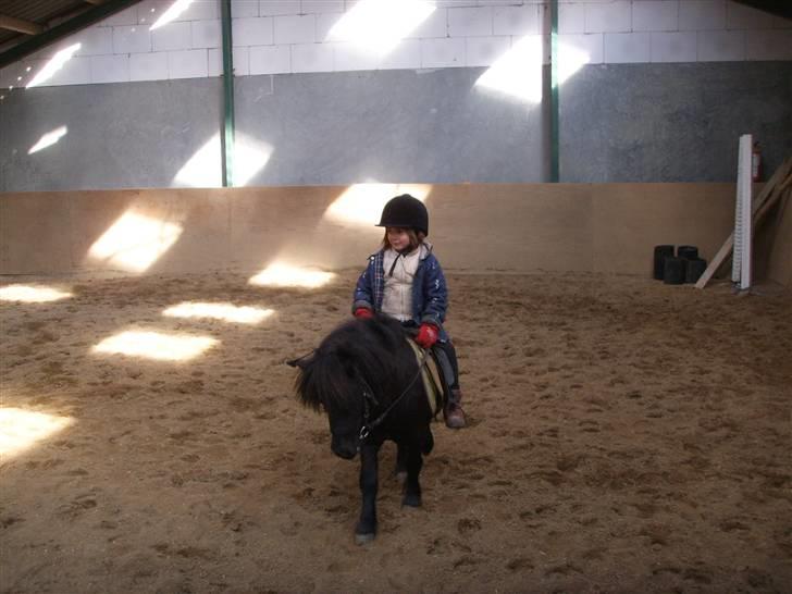 Shetlænder Bluggi - Så nu rider de =D  billede 8