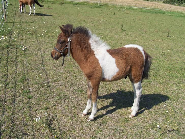Anden særlig race Brego Solgt - Første sommer for Brego 2007 billede 1