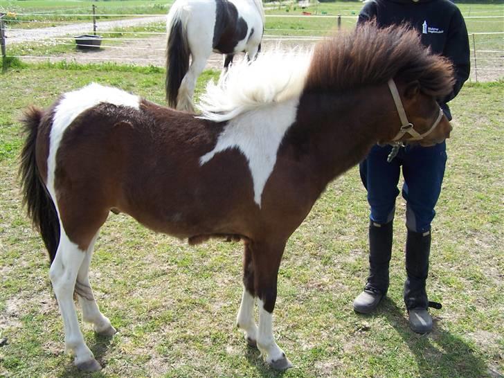 Anden særlig race Brego Solgt - en dejlig drens billede 2