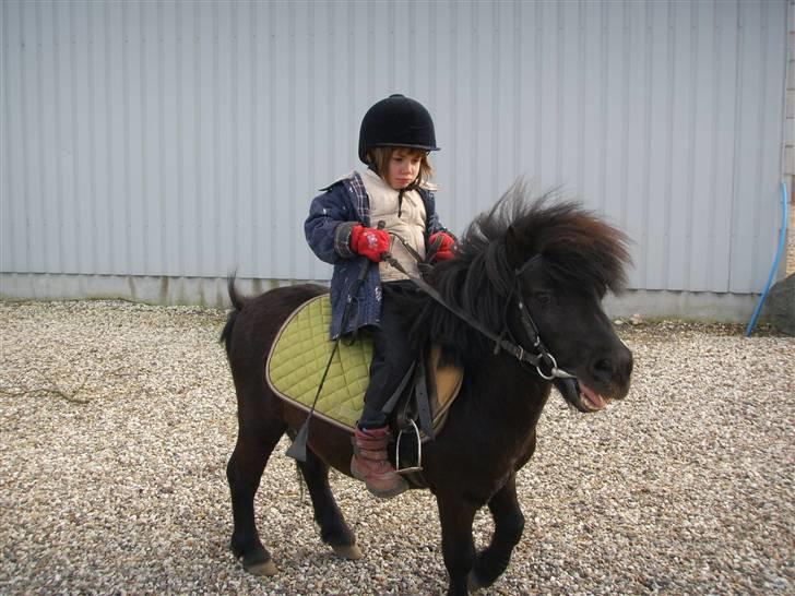 Shetlænder Bluggi - STOP Bluggi ! (: billede 9