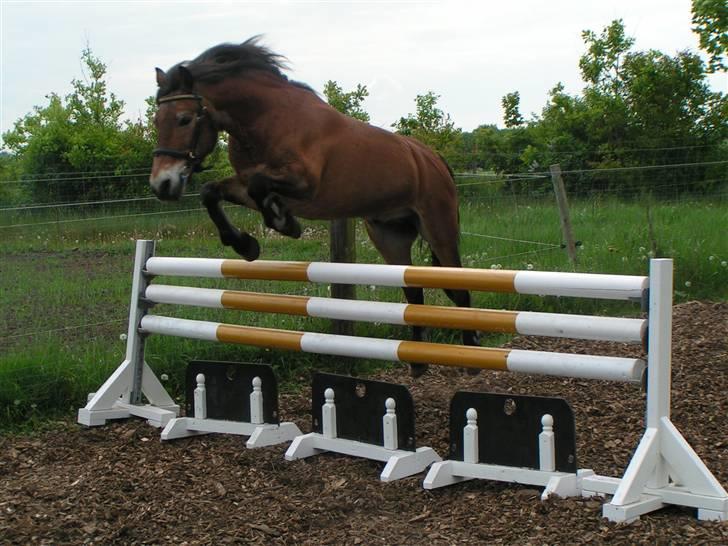 Exmoor Asterix ;(Aflivet) - løs springning.... 90 cm. ....sprang 120 den dag, gik super:) billede 2