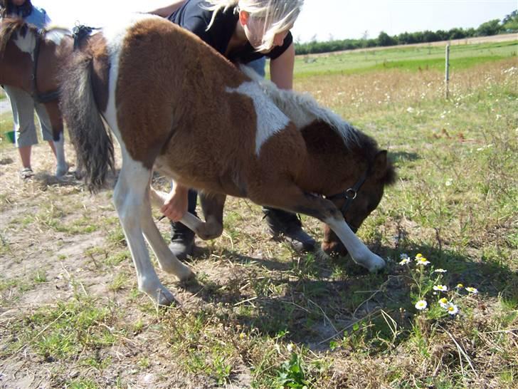 Anden særlig race Brego Solgt - Jeg kan neje billede 3