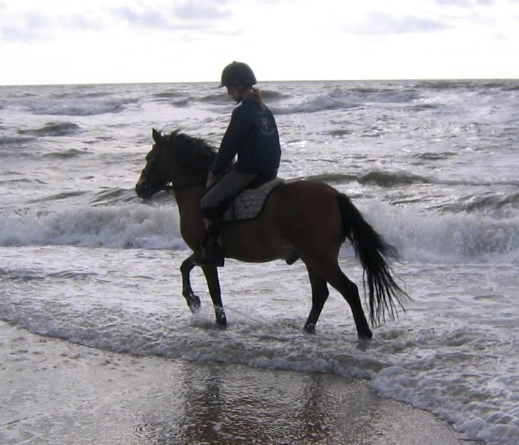 Exmoor Asterix ;(Aflivet) - Her er vi ved vester havet, en dejlig tur på heste camping:) billede 4