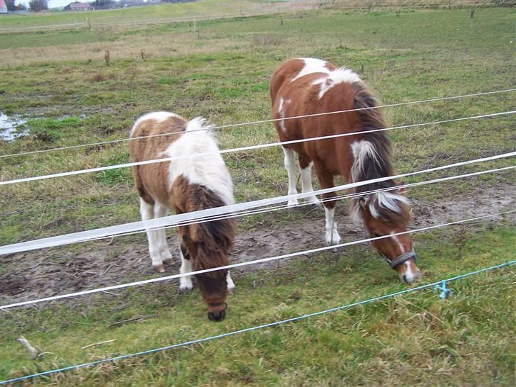 Anden særlig race Brego Solgt - sammen med min mor billede 4
