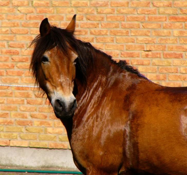 Exmoor Asterix ;(Aflivet) - Asterix står lige og tøre i solen, efter en varm ridetime:) billede 8