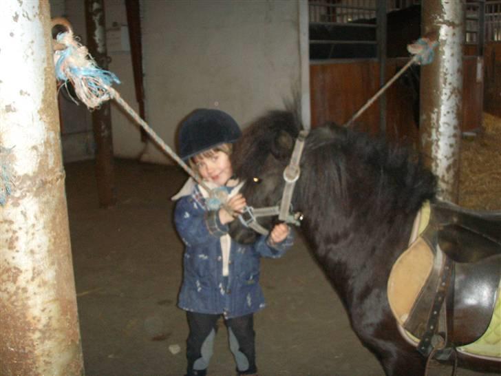 Shetlænder Bluggi - Så er de færdige med at ride =D  billede 10