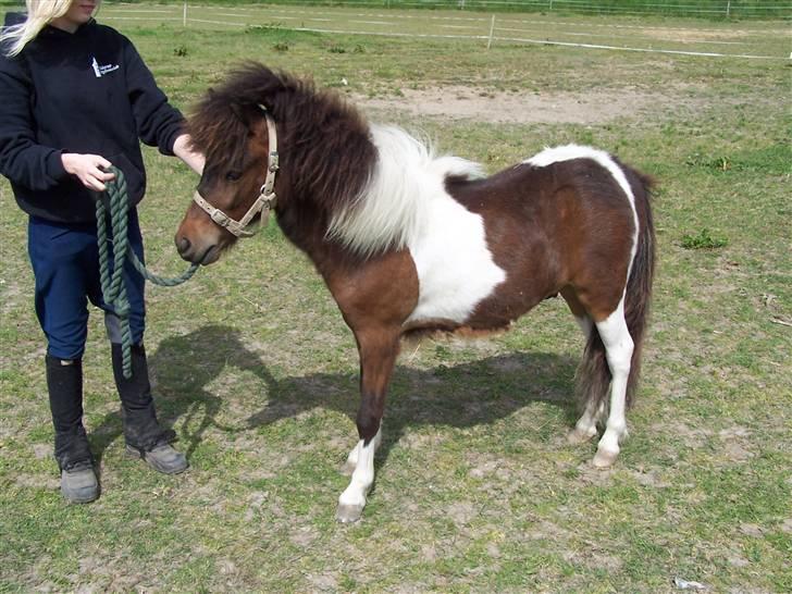 Anden særlig race Brego Solgt billede 5