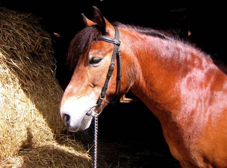 Exmoor Asterix ;(Aflivet) - en rigtig arbejds hest på en sommer dag:) billede 10